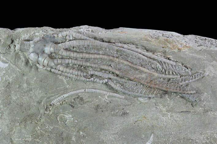 Crinoid (Histocrinus) Fossil - Crawfordsville, Indiana #94432